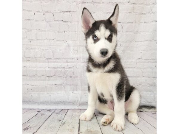 Siberian Husky DOG Male Black / White 15238 Petland Grove City & Columbus, Ohio