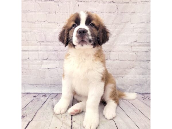 Saint Bernard DOG Female Sable & White 15229 Petland Grove City & Columbus, Ohio