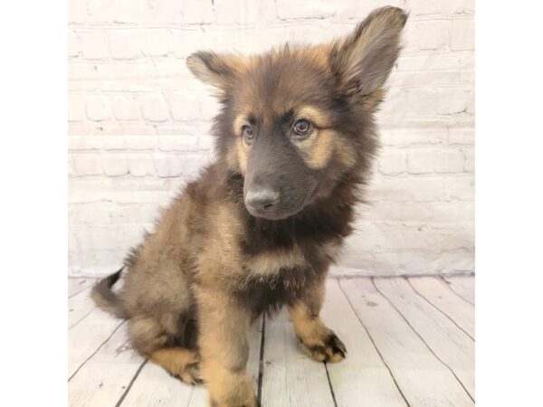 German Shepherd Dog DOG Male Sable 15235 Petland Grove City & Columbus, Ohio