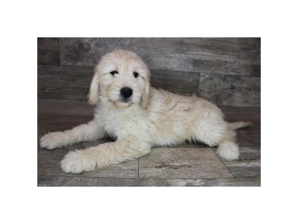 Goldendoodle Mini DOG Male Golden 15249 Petland Grove City & Columbus, Ohio