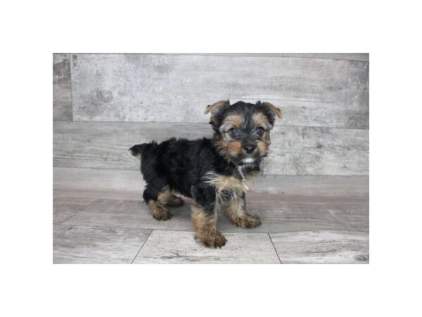 Yorkshire Terrier DOG Male Black / Tan 15256 Petland Grove City & Columbus, Ohio