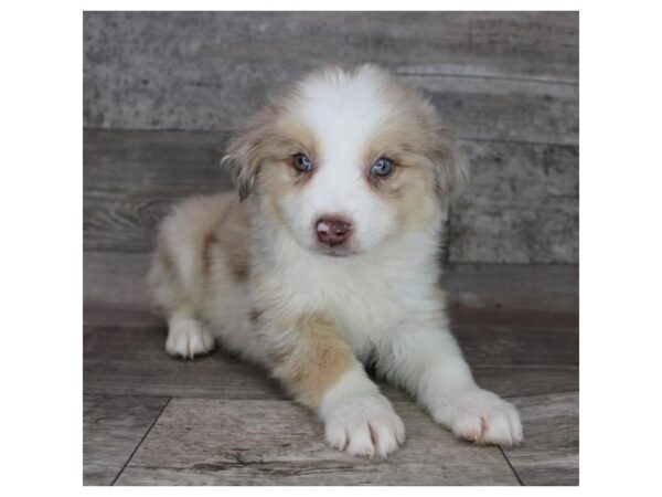 Australian Shepherd DOG Female Red Merle 15258 Petland Grove City & Columbus, Ohio