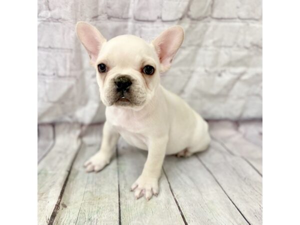 French Bulldog DOG Male Cream 15269 Petland Grove City & Columbus, Ohio