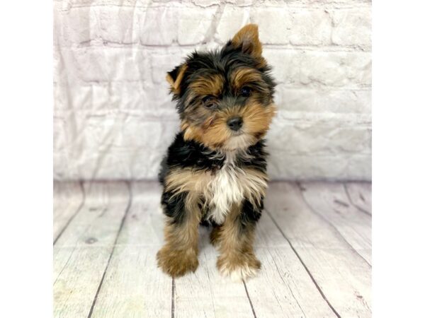 Yorkshire Terrier-DOG-Female-Black / Tan-15271-Petland Grove City & Columbus, Ohio