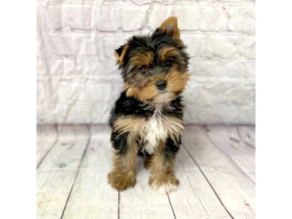 Yorkshire Terrier DOG Female Black / Tan 15271 Petland Grove City & Columbus, Ohio