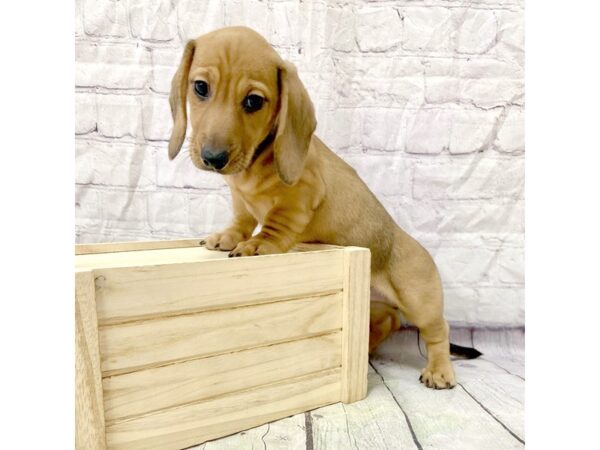 Dachshund DOG Male Fawn (Isabella) 15272 Petland Grove City & Columbus, Ohio