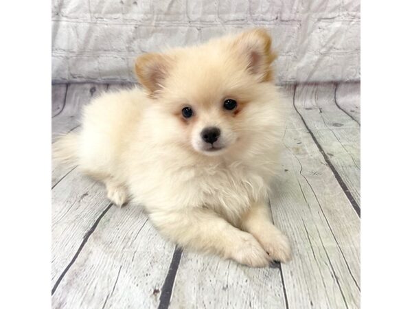 Pomeranian DOG Male Orange 15273 Petland Grove City & Columbus, Ohio