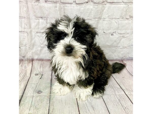 Havanese DOG Female 15275 Petland Grove City & Columbus, Ohio