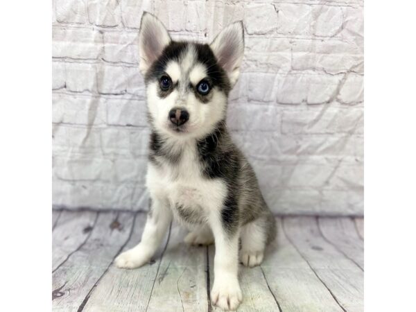 Pomsky-DOG-Male--15277-Petland Grove City & Columbus, Ohio