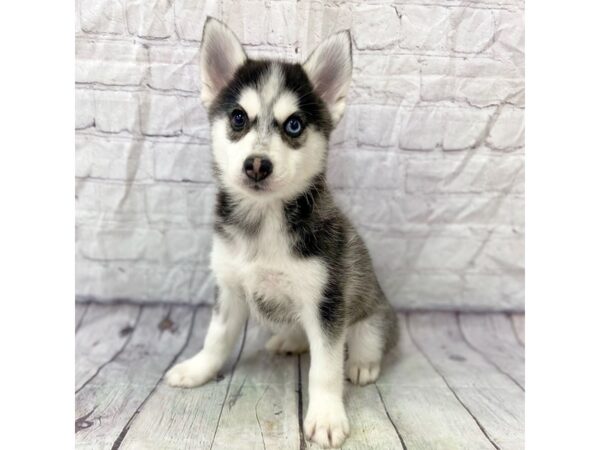 Pomsky DOG Male 15277 Petland Grove City & Columbus, Ohio