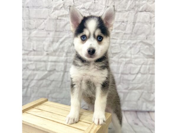 Pomsky DOG Male 15278 Petland Grove City & Columbus, Ohio