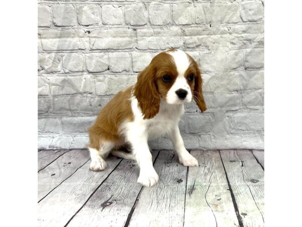 Cavalier King Charles Spaniel DOG Female Blenheim 15251 Petland Grove City & Columbus, Ohio