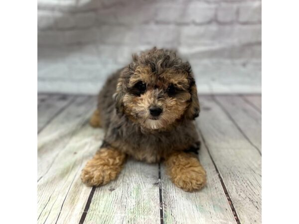 Poodle Mini DOG Female Blue Merle 15252 Petland Grove City & Columbus, Ohio