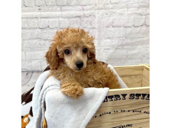 Poodle DOG Male Red 15281 Petland Grove City & Columbus, Ohio