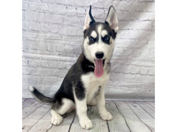 Siberian Husky-DOG-Female-Black / White-15270-Petland Grove City & Columbus, Ohio