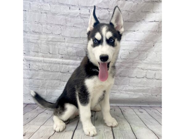 Siberian Husky DOG Female Black / White 15270 Petland Grove City & Columbus, Ohio