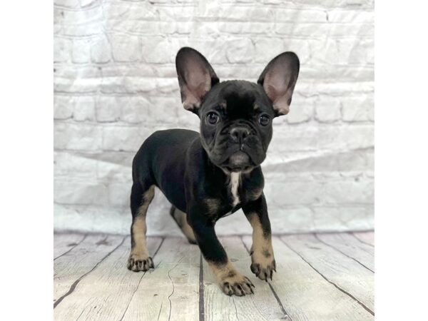 French Bulldog DOG Male Black / Tan 15268 Petland Grove City & Columbus, Ohio