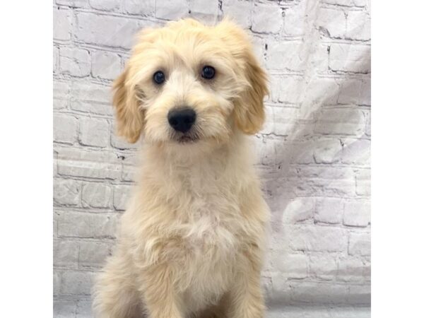 Goldendoodle Mini DOG Female Cream 15248 Petland Grove City & Columbus, Ohio