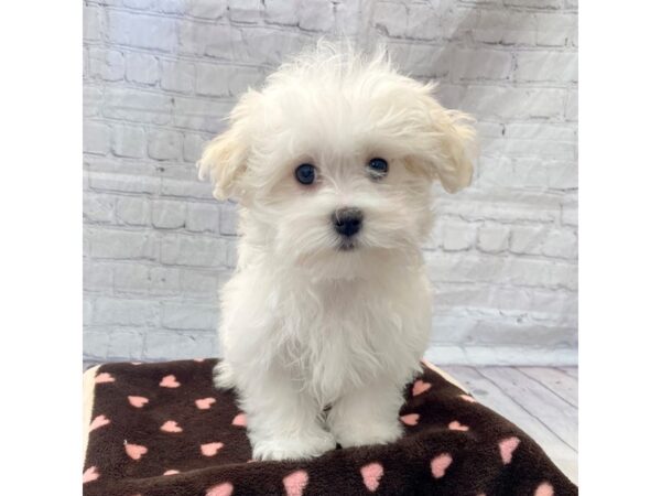 Maltese-DOG-Female-White-15253-Petland Grove City & Columbus, Ohio