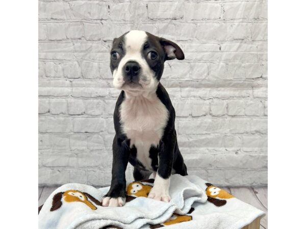 Boston Terrier DOG Male Black / White 15257 Petland Grove City & Columbus, Ohio