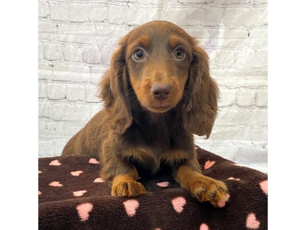 Dachshund DOG Female Chocolate / Tan 15259 Petland Grove City & Columbus, Ohio