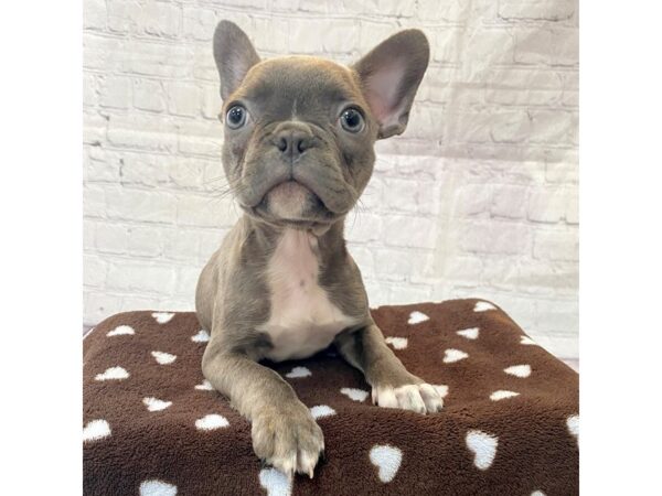 Frenchton-DOG-Male--15264-Petland Grove City & Columbus, Ohio