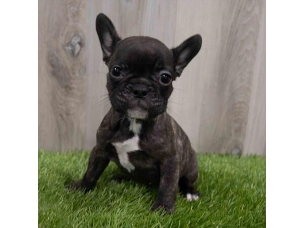 French Bulldog DOG Female Brindle 15285 Petland Grove City & Columbus, Ohio