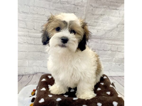 Shihpoo-DOG-Male--15262-Petland Grove City & Columbus, Ohio