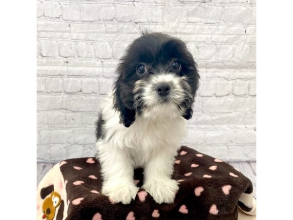 Cavachon DOG Female 15263 Petland Grove City & Columbus, Ohio