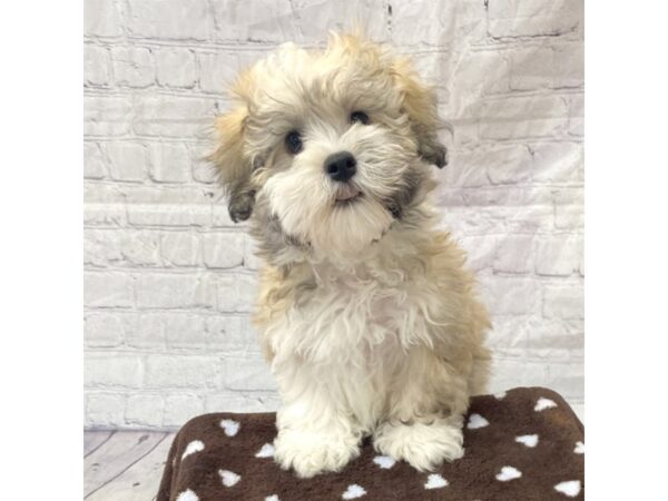 Havanese DOG Male 15274 Petland Grove City & Columbus, Ohio