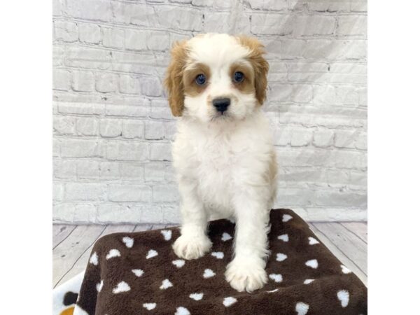 Cavapoo DOG Male bheim 15276 Petland Grove City & Columbus, Ohio