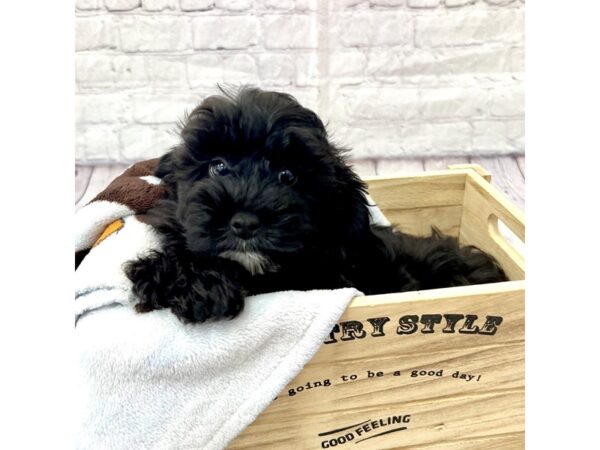 Aussiedoodle Mini DOG Male Black 15280 Petland Grove City & Columbus, Ohio