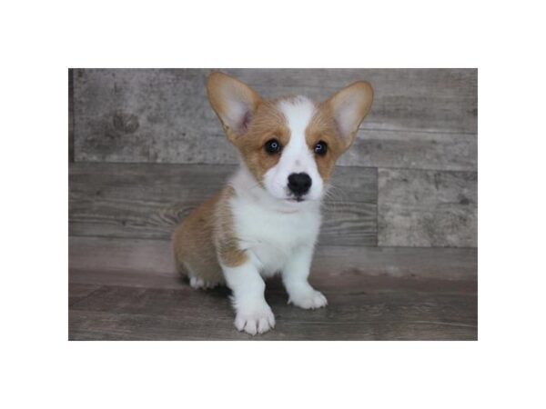 Pembroke Welsh Corgi-DOG-Female-Sable / White-15289-Petland Grove City & Columbus, Ohio