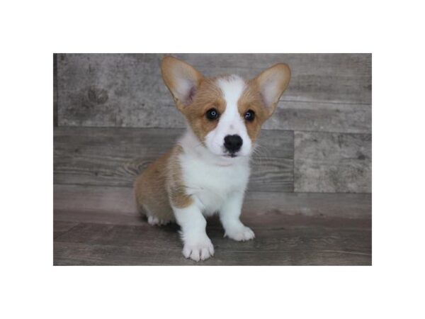 Pembroke Welsh Corgi DOG Female Sable / White 15289 Petland Grove City & Columbus, Ohio