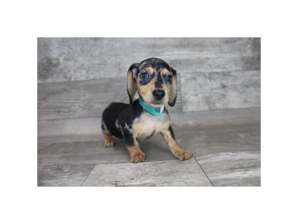 Dachshund DOG Male Black / Tan 15291 Petland Grove City & Columbus, Ohio