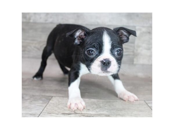 Boston Terrier DOG Female Black / White 15293 Petland Grove City & Columbus, Ohio