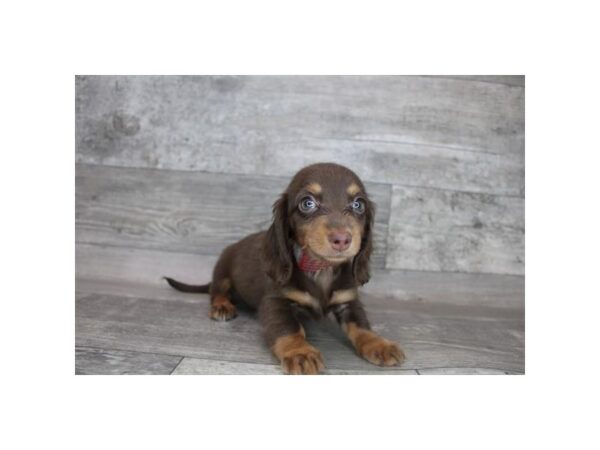 Dachshund DOG Female Chocolate / Tan 15303 Petland Grove City & Columbus, Ohio