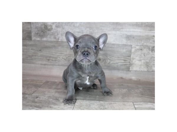 French Bulldog DOG Male Blue 15305 Petland Grove City & Columbus, Ohio