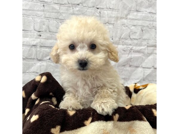 Miniature Poodle DOG Male Cream 15298 Petland Grove City & Columbus, Ohio