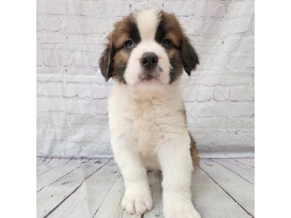 Saint Bernard DOG Female Sable / White 15296 Petland Grove City & Columbus, Ohio