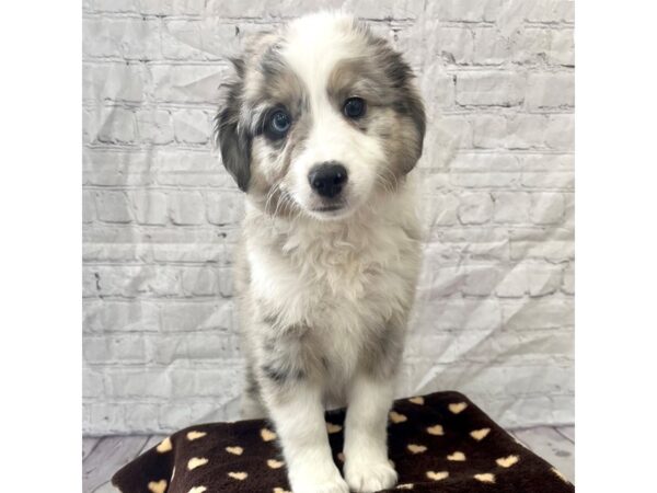 Miniature American Shepherd DOG Male Blue Merle 15295 Petland Grove City & Columbus, Ohio