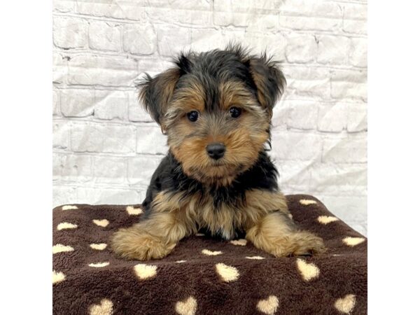 Yorkshire Terrier DOG Male Black / Tan 15294 Petland Grove City & Columbus, Ohio