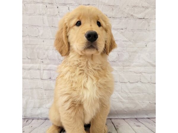 Golden Retriever DOG Male Dark Golden 15292 Petland Grove City & Columbus, Ohio