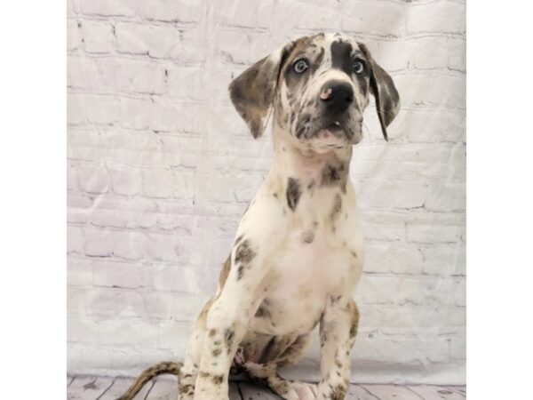 Great Dane-DOG-Female-Fawnequin-15288-Petland Grove City & Columbus, Ohio