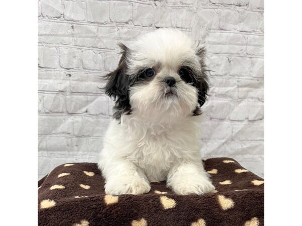 Shih Tzu-DOG-Female-black/white-15282-Petland Grove City