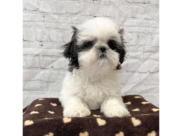 Shih Tzu DOG Female black/white 15282 Petland Grove City & Columbus, Ohio