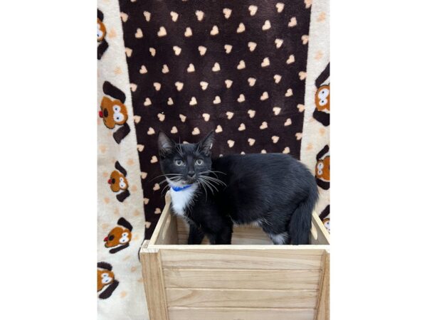 Adopt a Pet Cat-CAT-Male-Black and white-15308-Petland Grove City & Columbus, Ohio