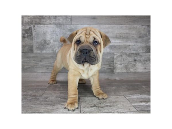 Chinese Shar-Pei DOG Male Fawn 15311 Petland Grove City & Columbus, Ohio