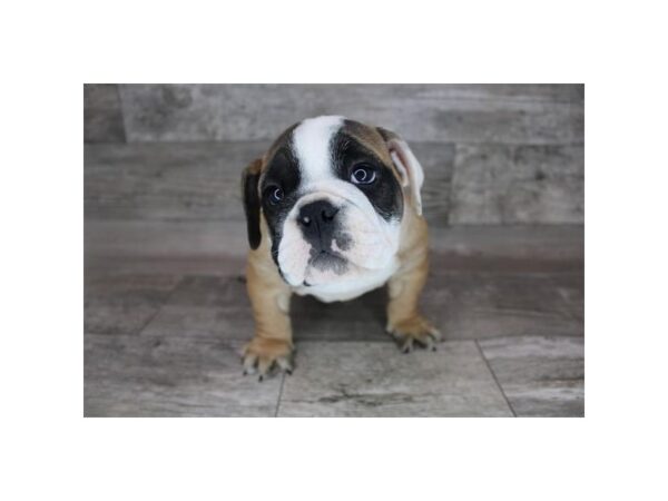 Bulldog-DOG-Female-Red / White-15313-Petland Grove City & Columbus, Ohio