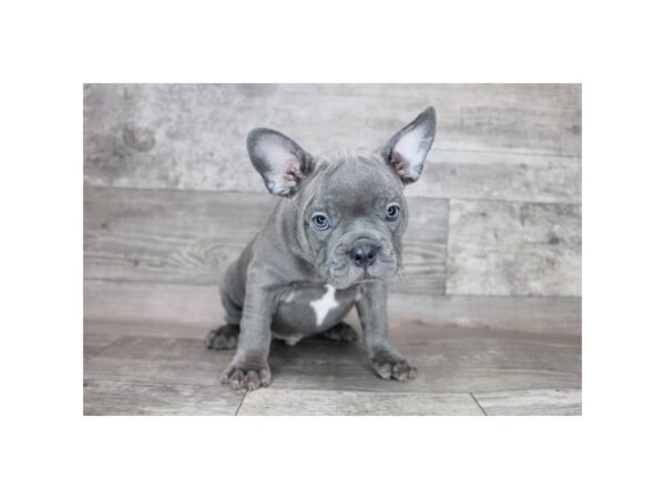 French Bulldog DOG Male Blue 15322 Petland Grove City & Columbus, Ohio